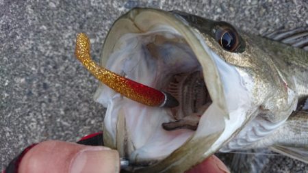 朝練バスフィッシング、夕練本気のシーバスフィッシング