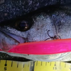 朝練イワシパターンシーバス連続ヒット！