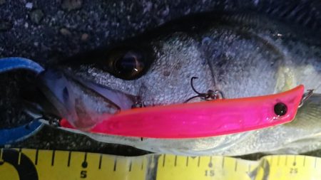 朝練イワシパターンシーバス連続ヒット！