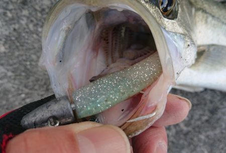 仕事帰りの短時間デイゲームシーバス調査