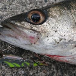 最後はエリテンでサバもきた!