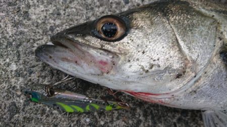 最後はエリテンでサバもきた!