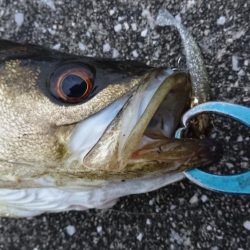 GW朝練シーバス調査