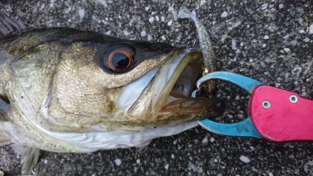 GW朝練シーバス調査