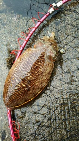 平成最後はコウイカ爆