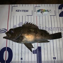 メバルプラッギング初の聖地へ！