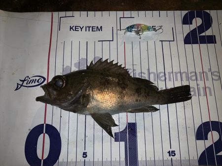 メバルプラッギング初の聖地へ！