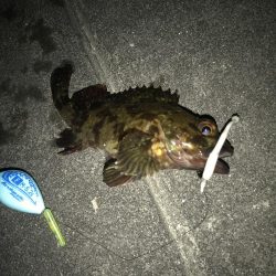 帰省してメバリング