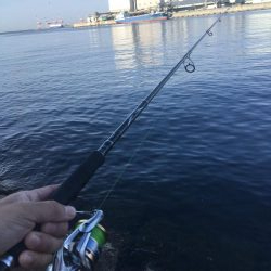 春サバ回遊継続中