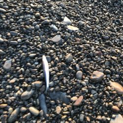 春イカ、、、のはずが寒波で激シブのエギング