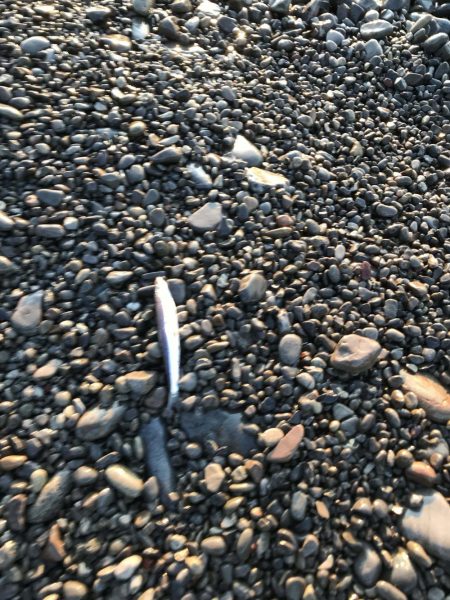 春イカ、、、のはずが寒波で激シブのエギング