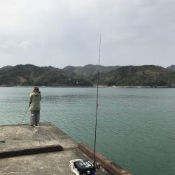 舞鶴でコウイカ