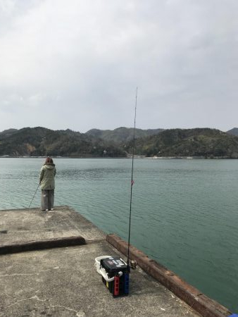 舞鶴でコウイカ