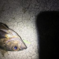 久しぶりのメバリング