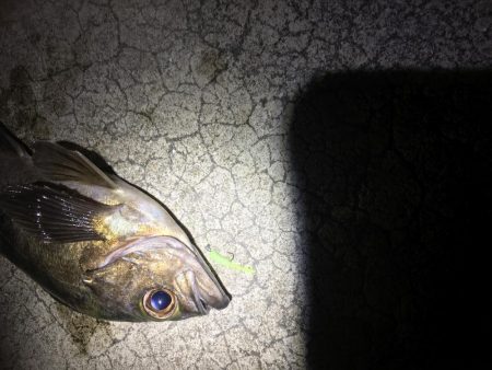 久しぶりのメバリング