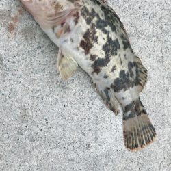 平成令和遠征アジング