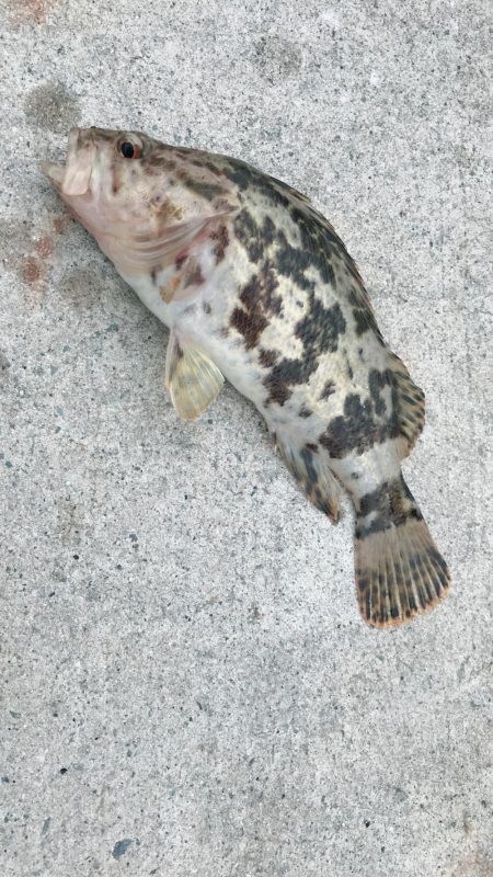 平成令和遠征アジング