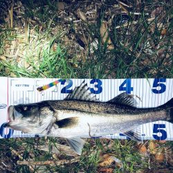 シーバスとエギングへ