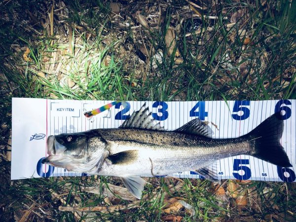 シーバスとエギングへ