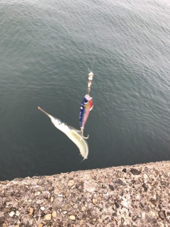 青物はまだいない…