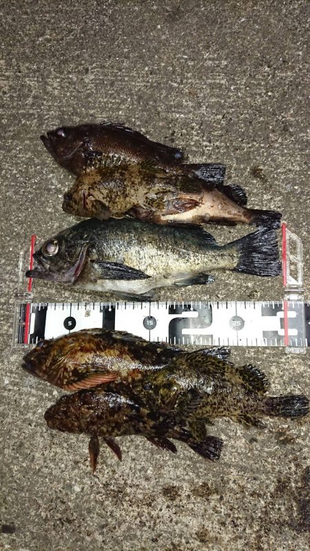 今期も4匹目の尺メバル