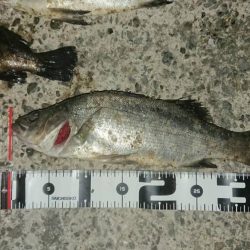 今日も尺メバル