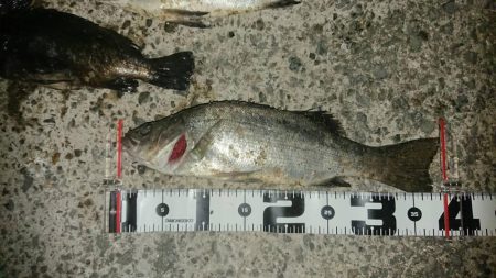 今日も尺メバル