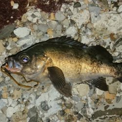 いつのと違うパターンで挑戦