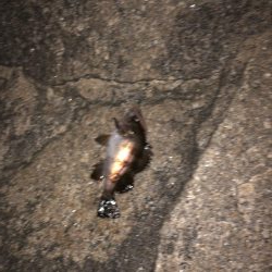 フロート虫ヘッド