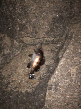 フロート虫ヘッド