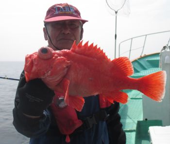 土佐安芸のハマちゃんの釣果