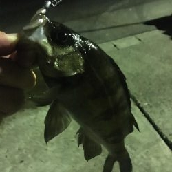 眠れないのでメバル調査