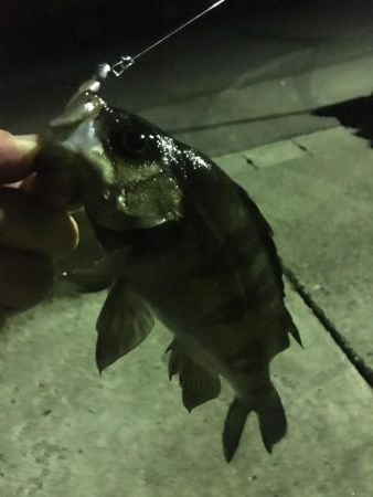 眠れないのでメバル調査