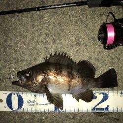 強風の中のワンチャン