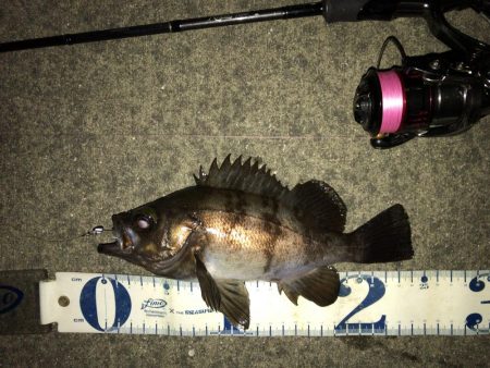 強風の中のワンチャン