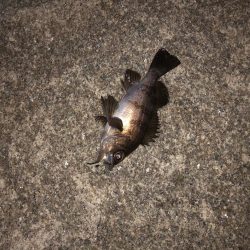 当たりはあるけど、、、