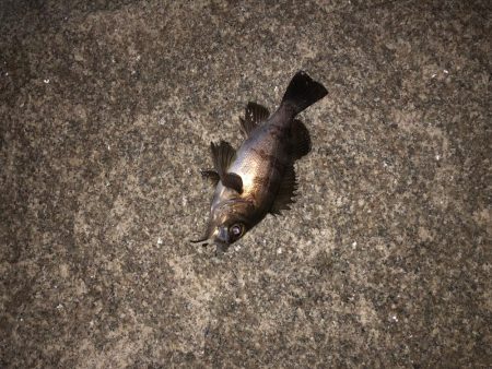 当たりはあるけど、、、