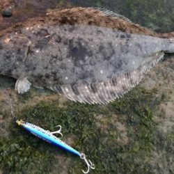 瀬戸内の岡山地域で2匹GET！