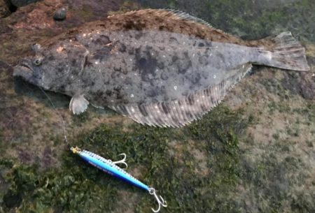 瀬戸内の岡山地域で2匹GET！