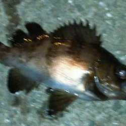 やっぱり・・・