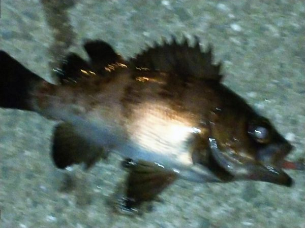 やっぱり・・・