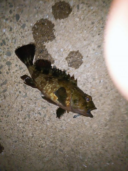 癒しのガッシー