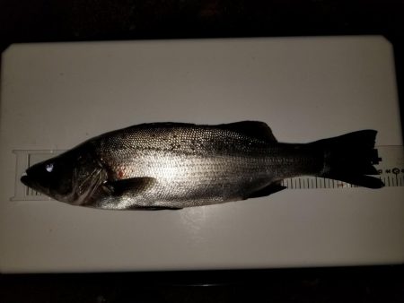 小鳴門メバリング