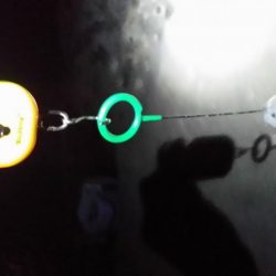 春イカ調査3日目