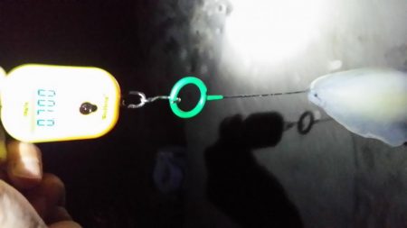 春イカ調査3日目