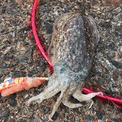 日本海コウイカエギング（2019-2）