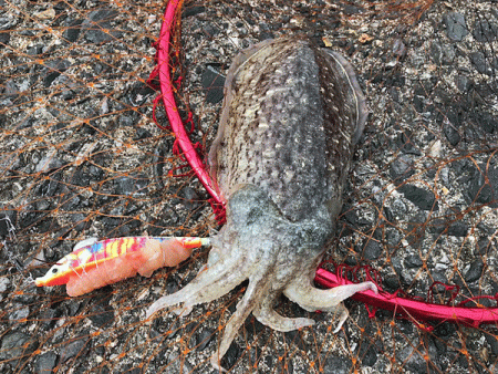 日本海コウイカエギング（2019-2）