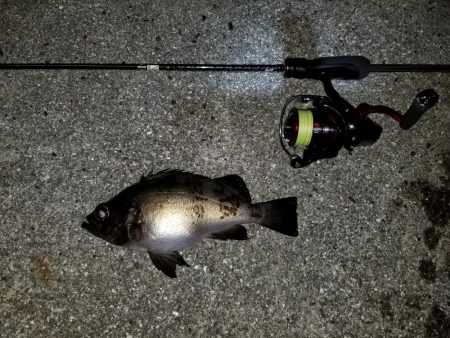 高知愛南遠征3日目