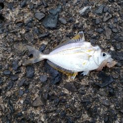 平成最後の釣り