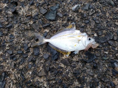 平成最後の釣り